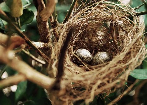 鳥類築巢 本能 玄關櫃風水